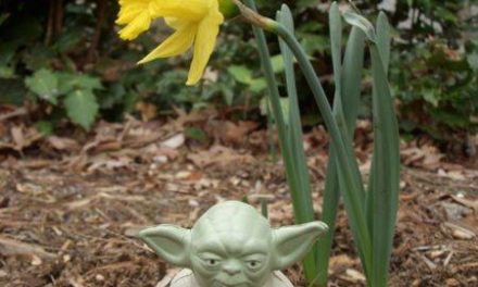 279 – May the spring be with you